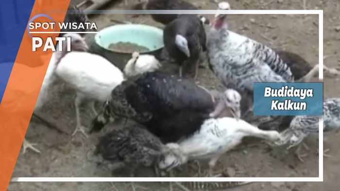 Budidaya Kalkun Desa Pajunan Pati