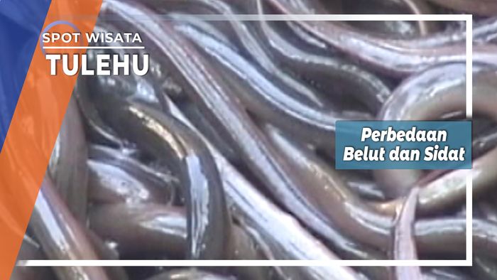 Belut dan Sidat Tulehu Maluku Tengah