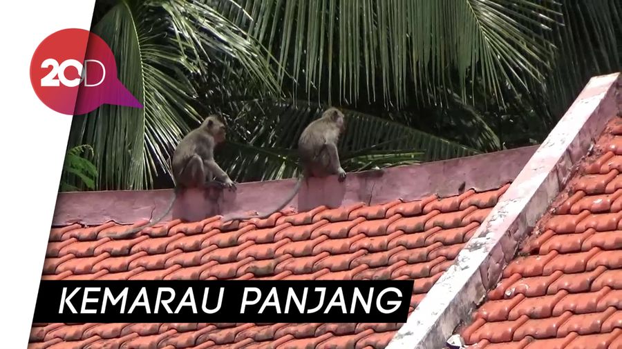 Kemarau Panjang, Kawanan Kera Serbu Permukiman Warga di Banyumas