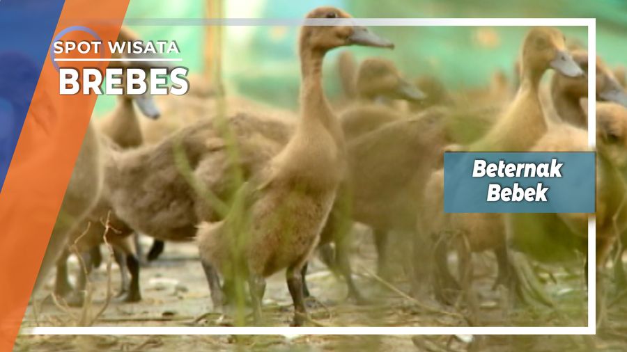 Beternak Bebek Brebes