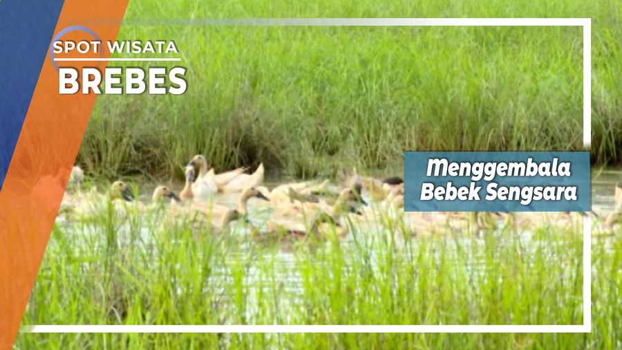 Menggembala Bebek Sengsara Brebes