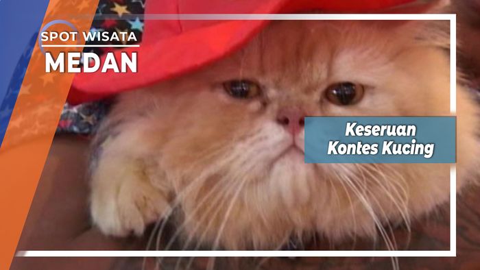 Keseruan Kontes Kucing Medan