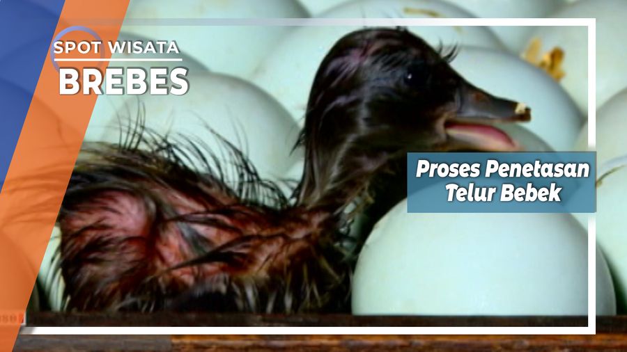 Proses Penetasan Telur Bebek Brebes