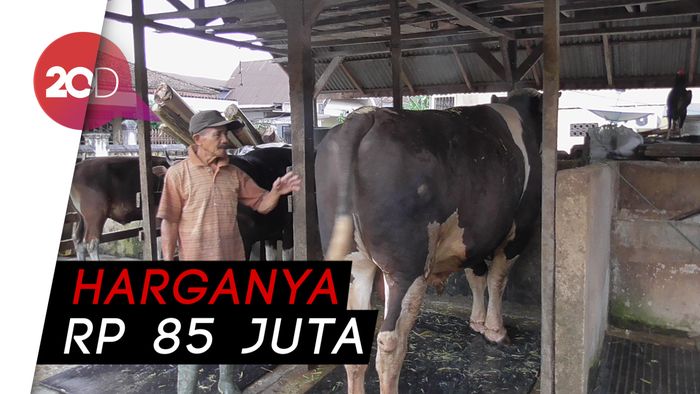 Sapi Tyson Berbobot 1 Ton, Hewan Kurban Jokowi di Sulbar