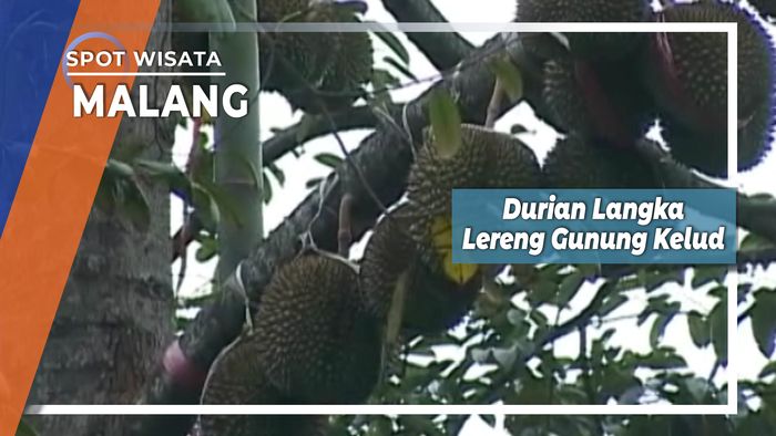 Gipat Durian Langka, Sang Juara Nasional dari Lereng Gunung Kelud, Malang