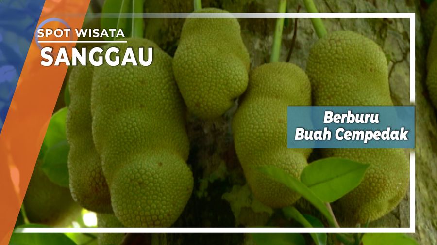 Berburu Buah Cempedak Sanggau Kalimantan Barat