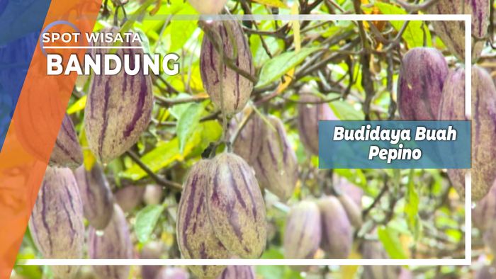 Pepino Ungu, Budidaya Tanaman Rambat Rancabali Kabupaten Bandung