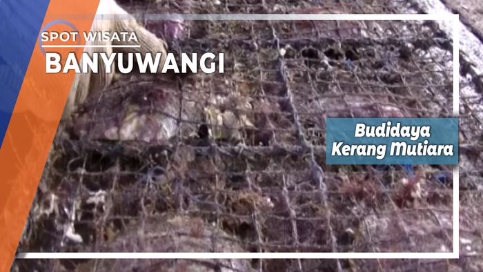 Budidaya Kerang Mutiara Banyuwangi