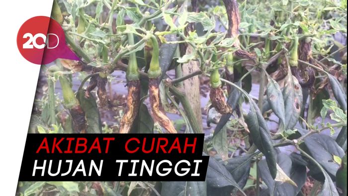 Cabai Diserang Patek, Petani di Konawe Selatan Gagal Panen