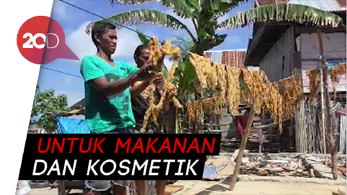 Telur Ikan Terbang, Butiran Emas dari Lautan Polewali