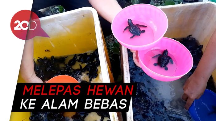 Tradisi Fang Sheng, Ribuan Penyu Dilepasliarkan ke Selat Bali