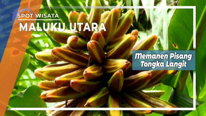 Pisang Tongka Langit, Maluku Tenggara