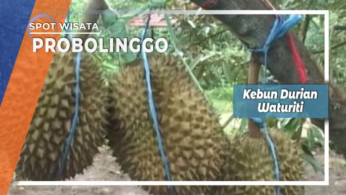 Kebun Durian Waturiti Probolinggo