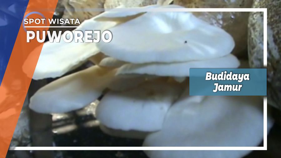 Budidaya Jamur, Purworejo