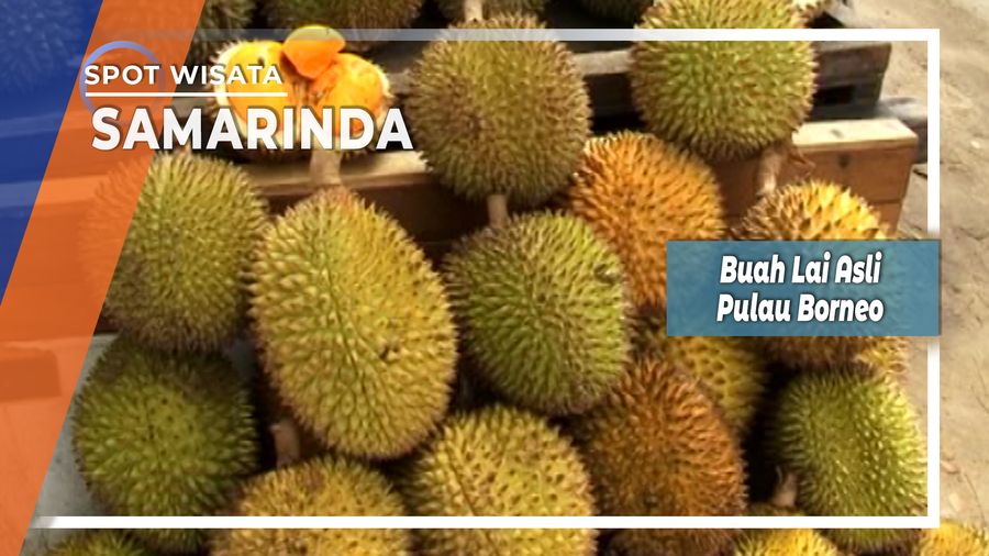 Buah Lai Asli Pulau Borneo, Samarinda 