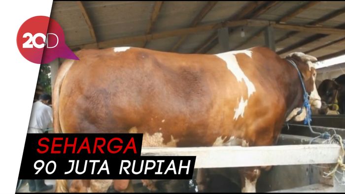 Jokowi Berkurban Sapi Berbobot 1,2 Ton di Banten