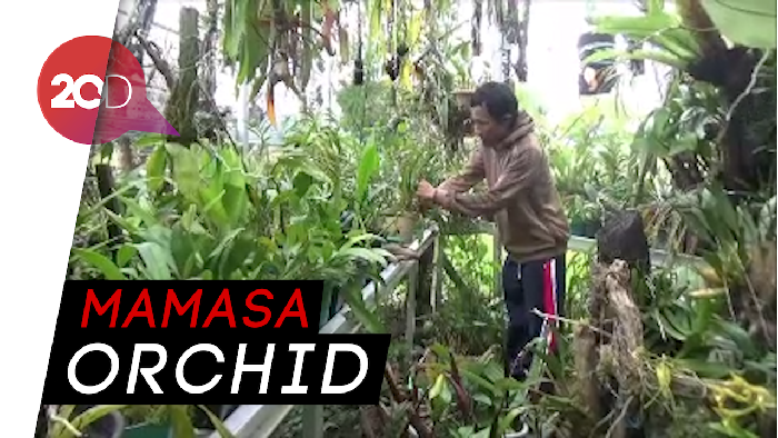 Melihat Budi Daya Anggrek dengan Omzet Jutaan Rupiah