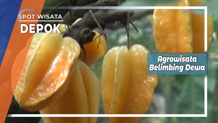 Agrowisata Belimbing Dewa Depok 