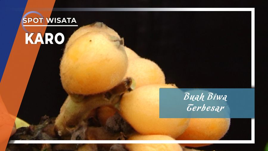 Buah Biwa, Si Anggur Karo Asal Agrowisata Simalen Kabupaten Karo