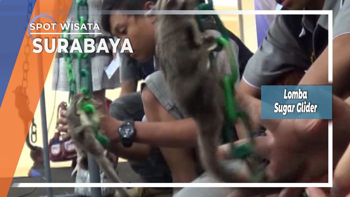 Si Lucu dan Imut Sugar Glider, Surabaya