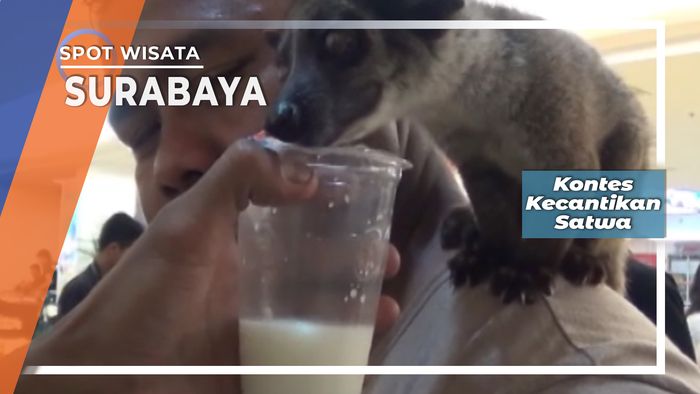 Kontes Kecantikan Satwa, Surabaya 