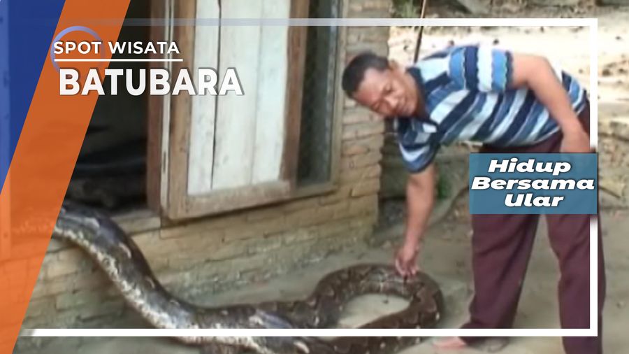 Hidup Bersama Ular, Batubara   
