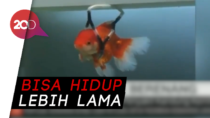 Ada Kursi Roda untuk Ikan, Seperti Apa Bentuknya?