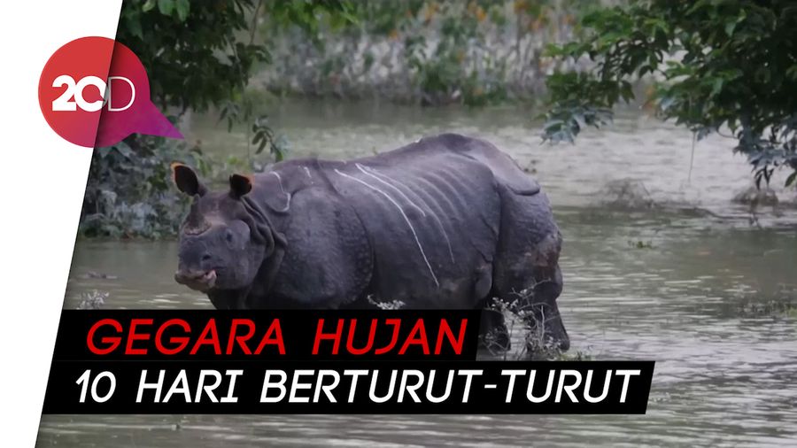 Taman Nasional di India Kebanjiran, 17 Ekor Badak Cula Satu Mati