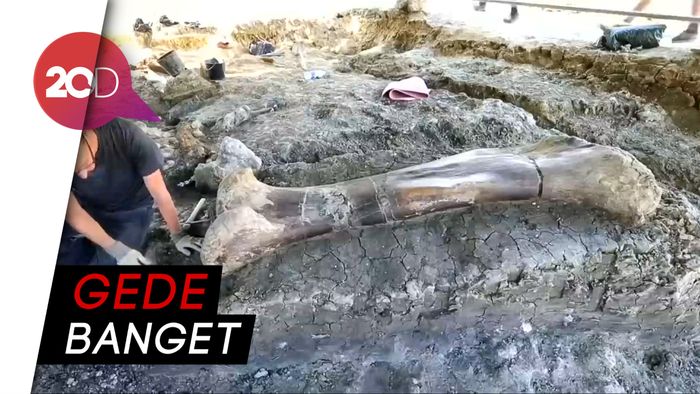  Wow! Tulang Paha Dinosaurus Berusia 140 Juta Tahun Ditemukan