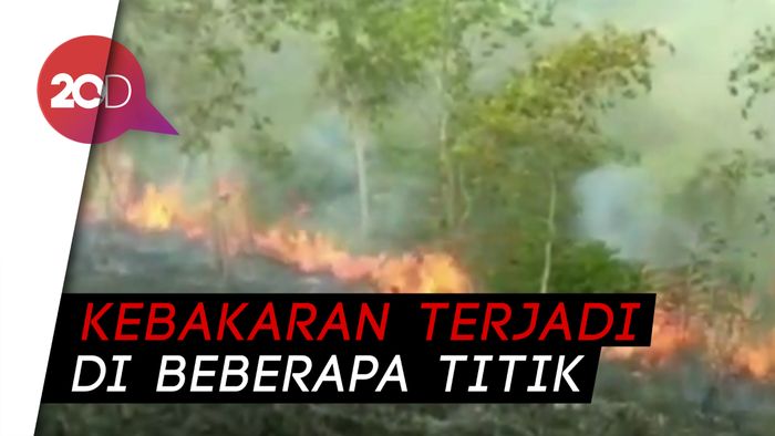 Waspada! Cuaca Panas, Kebakaran Lahan di Sultra Mengancam