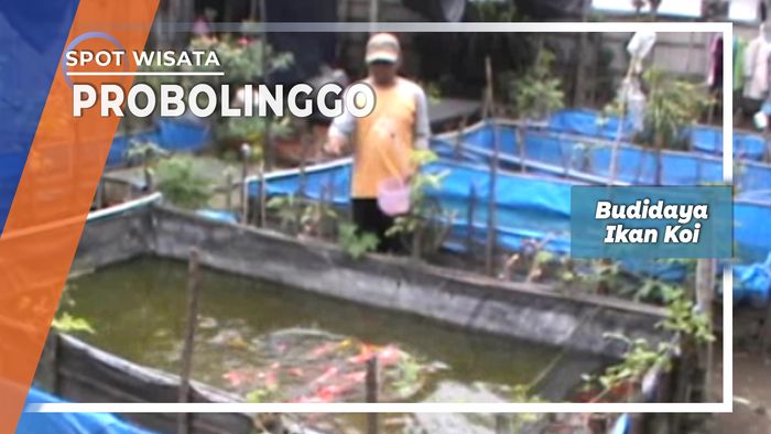 Budidaya Ikan Koi Super Asal Kademangan Probolinggo 