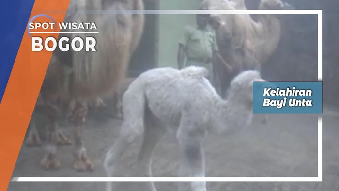 Kelahiran Bayi Unta Punuk Dua Di Bogor   