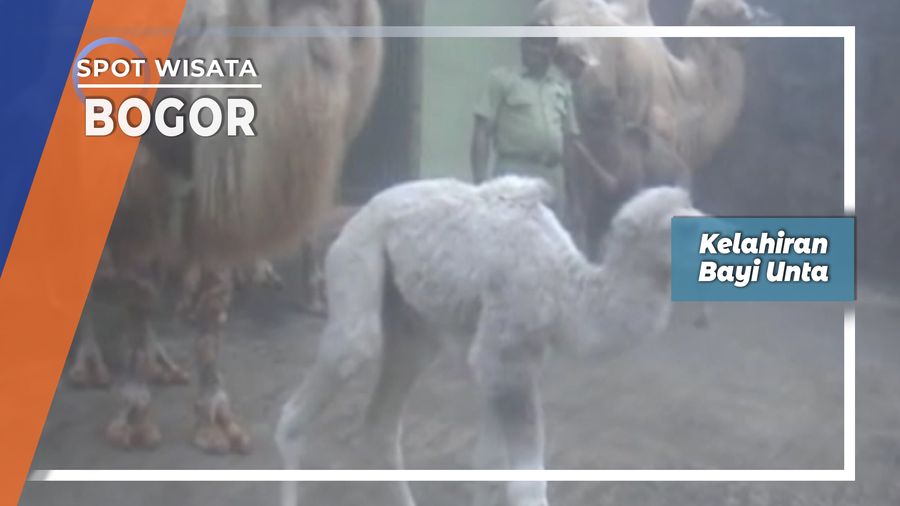 Kelahiran Bayi Unta Punuk Dua Di Bogor   