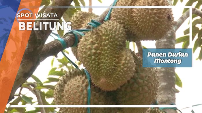 Durian Montong Rase Belitong Dipanen Agustus Dan September, Belitung Timur