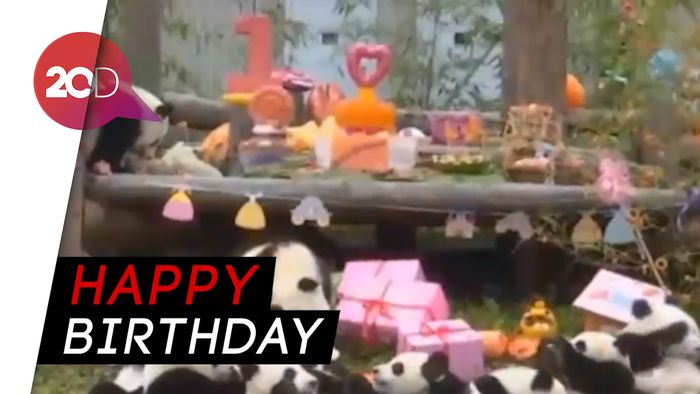 18 Panda Rayakan Ulang Tahun di Sichuan