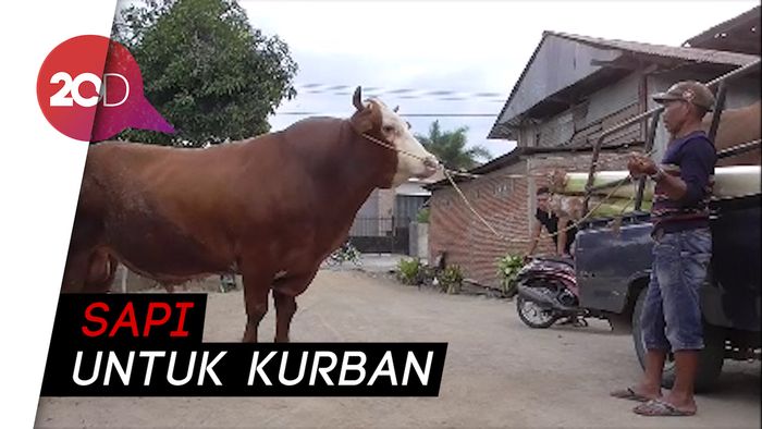 Ini Rambo, Sapi yang Sempat Dilirik Jokowi Sebelum Pilih Tyson