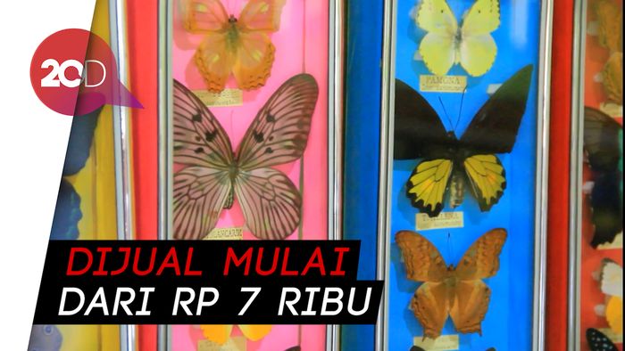 Melihat Proses Kerajinan Tangan dari Kupu-kupu di Maros