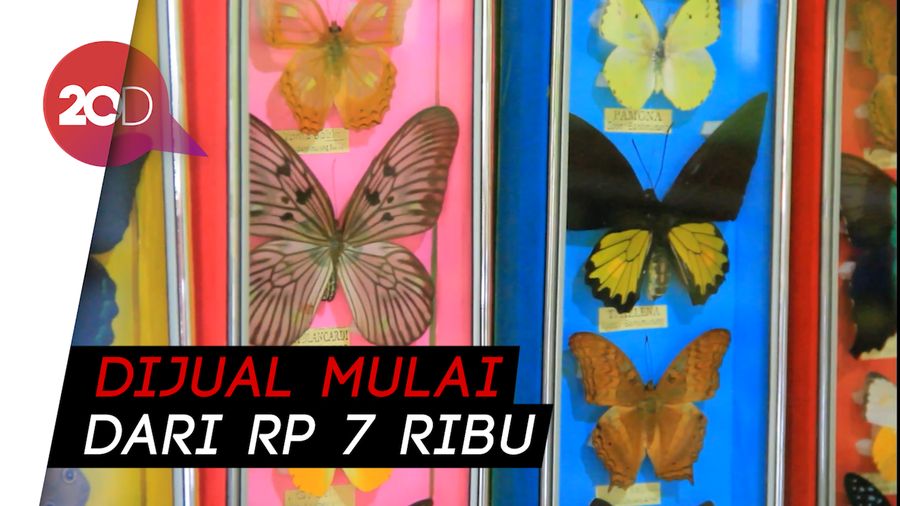 Melihat Proses Kerajinan Tangan dari Kupu-kupu di Maros