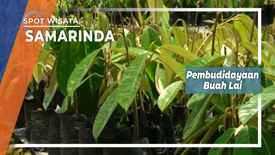 Pembudidayaan Buah Lai, Samarinda