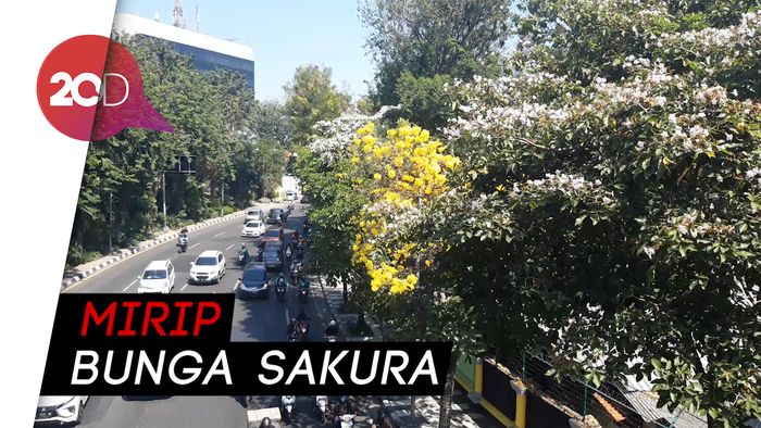 Indahnya Bunga Tabebuya di Berbagai Sudut Kota Surabaya