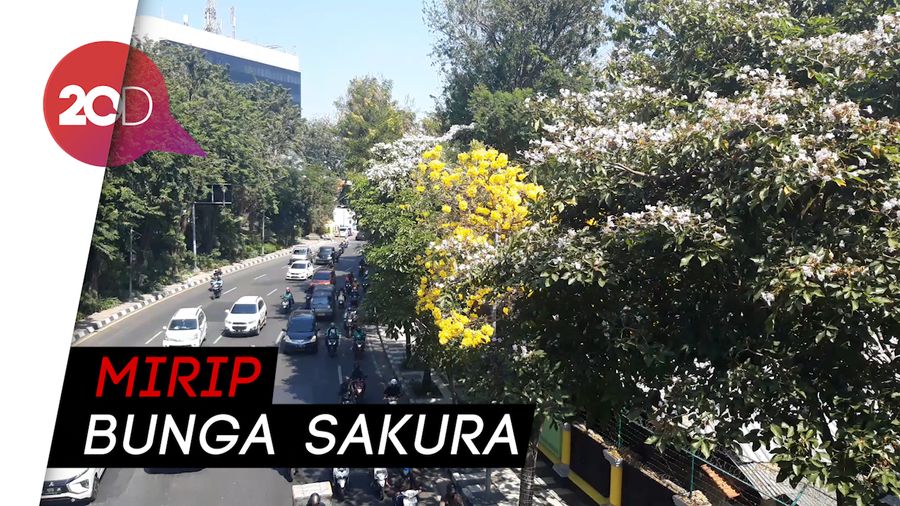 Indahnya Bunga Tabebuya di Berbagai Sudut Kota Surabaya