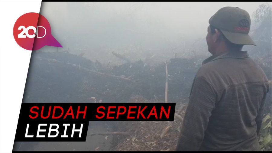 Kebakaran Hutan di Riau, Kebun Sawit Menghitam Kena Dampaknya