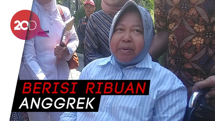 Melihat Eks Lokalisasi yang Disulap Risma Jadi Kebun Anggrek