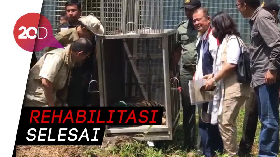 Momen Pelepasliaran Harimau Bonita dan Atan ke Habitat Alaminya