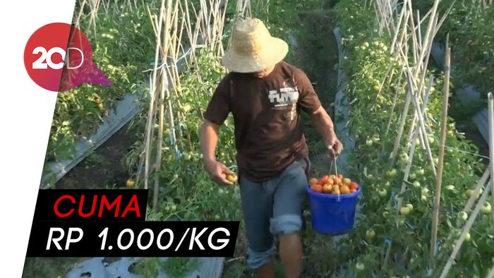  Panen Raya, Harga Tomat Terjun Bebas 