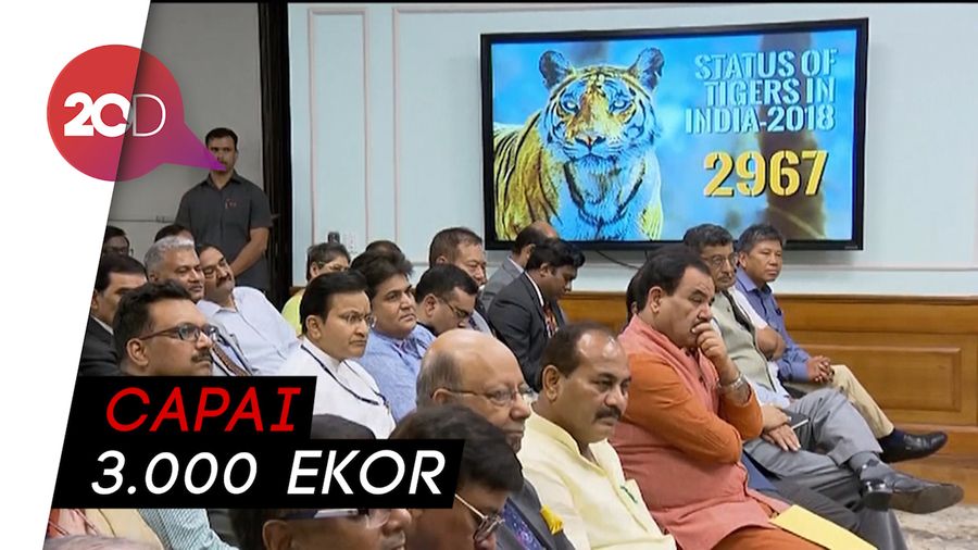 Populasi Harimau India Diklaim Meningkat