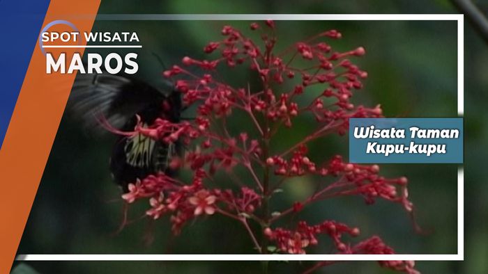 Wisata Taman Kupu-kupu, Maros      