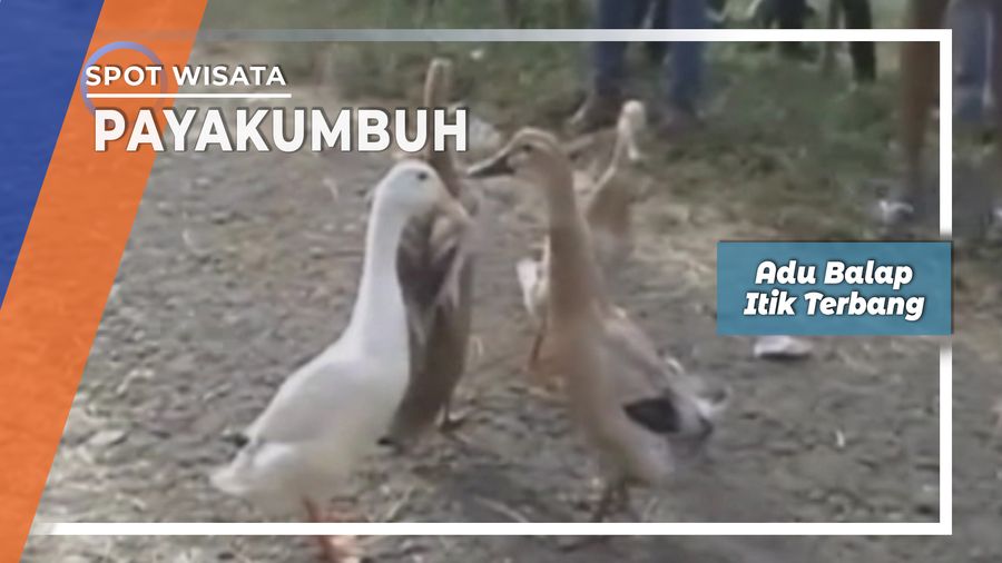 Adu Balap Itik Terbang, Payakumbuh    