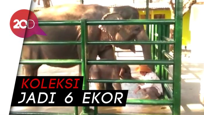 Horee! Bayi Gajah Lahir di KBS, Diberi Nama Dumbo