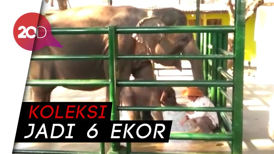 Horee! Bayi Gajah Lahir di KBS, Diberi Nama Dumbo